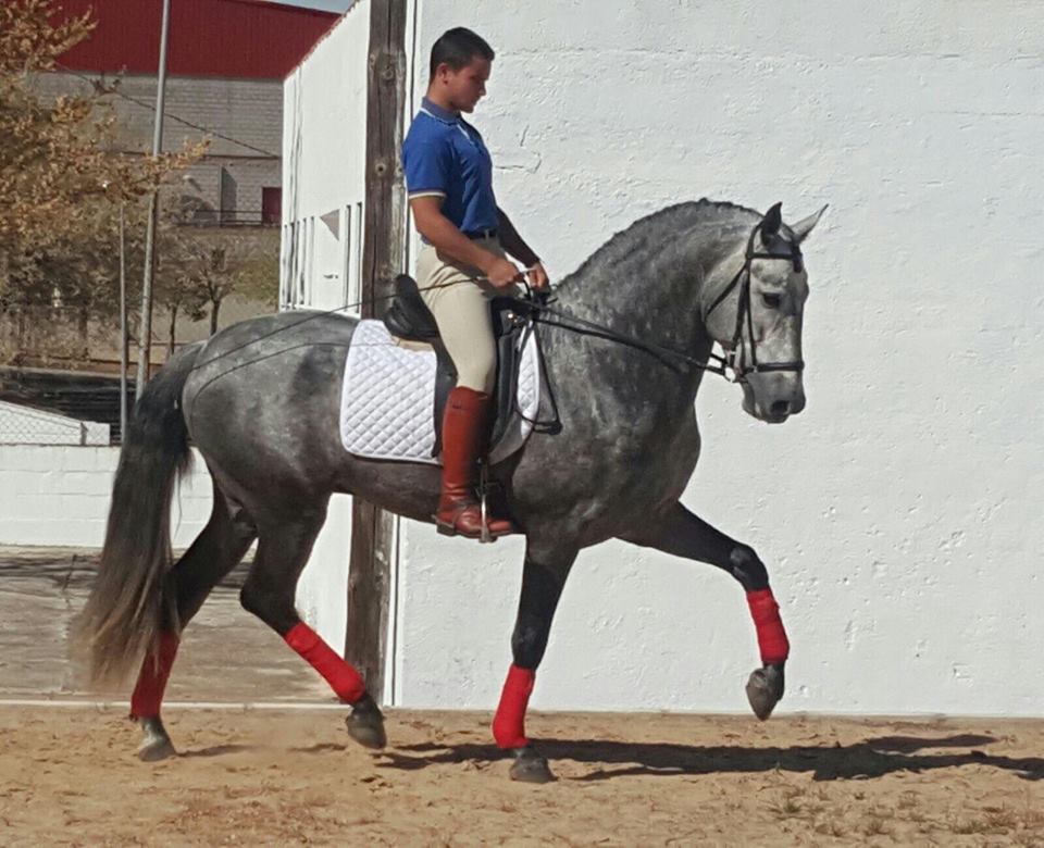 Caballo en Venta